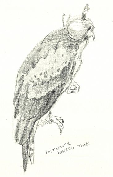 sketches of birds. Hawk sKetch 2