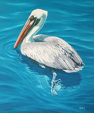 Galapagos Brown Pelican -  by Setsuo Hamanaka