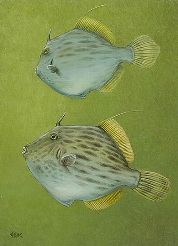Kawahagi - Filefish by Setsuo Hamanaka