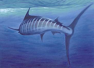 Wake - Striped Marlin by Setsuo Hamanaka