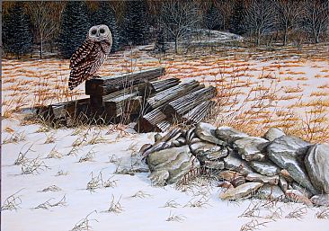 Missed Opportunity - Barred Owl by C. Frederick Lawrenson