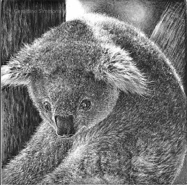 A Little Bit Shy - Koala by Geraldine Simmons