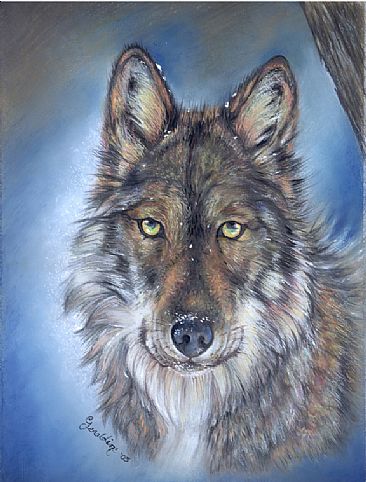 A touch of Snow - Mexican wolf by Geraldine Simmons