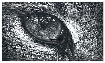 Caracal Eye - Caracul by Geraldine Simmons
