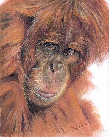 The Eyes Say it All - Female Sumatran Orangutan by Geraldine Simmons