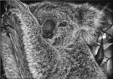 Got my Eye on You - Koala by Geraldine Simmons