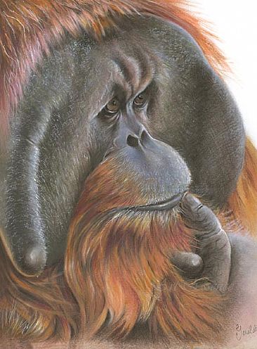 Man of the Jungle - Male Orangutan by Geraldine Simmons