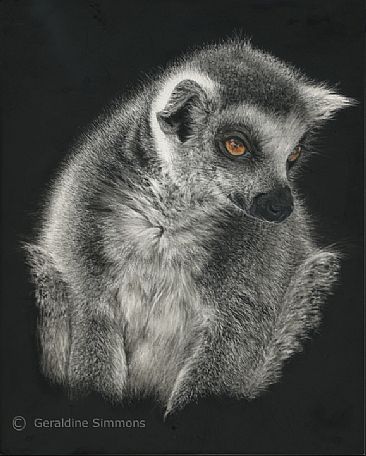 Pensive - Lemur by Geraldine Simmons