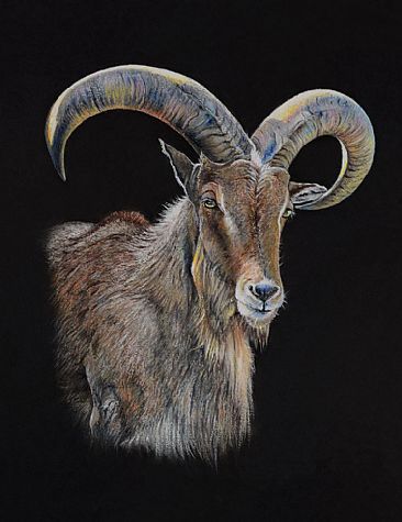 Black and Light - Mountain Goat by Geraldine Simmons