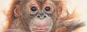 What's my Future? - Baby orangutan by Geraldine Simmons