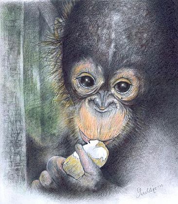  Jodi - Baby Orangutan by Geraldine Simmons