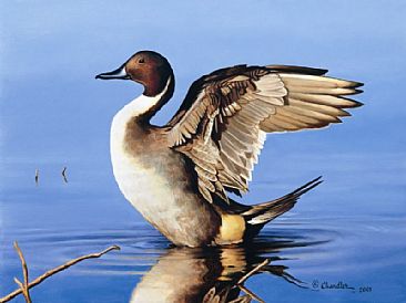 2002-03 Alabama Duck Stamp Print - Pintail Duck (drake) by Larry Chandler