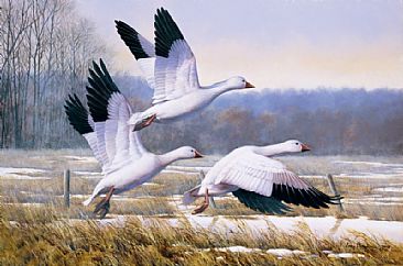 A Chance of a Snow - Snow Geese by Larry Chandler