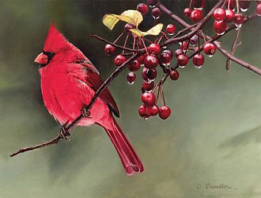 Cherries Jubilee - Cardinal (male) perched in a cherry tree by Larry Chandler