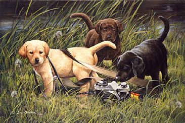 Photo Labs - Black Lab puppy, Chocolate Lab puppy, and Yellow Lab puppy by Larry Chandler