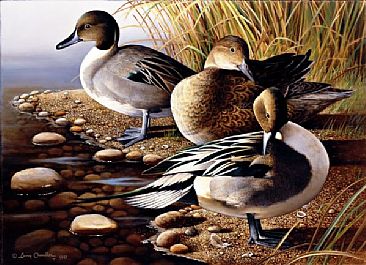 Sprucin' Up - Pintail Ducks by Larry Chandler