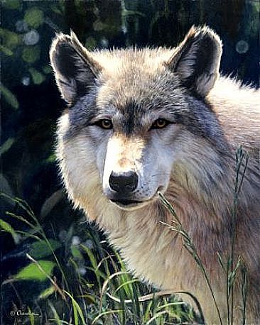 Up Close & Personal - Timber Wolf by Larry Chandler