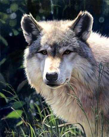 Up Close and Personal - Timberwolf - Wolf by Larry Chandler