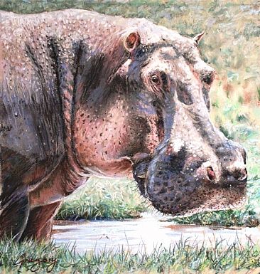 Hippo - Hippo near the Mara River by Gregory Wellman