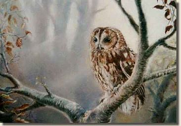 Tawny Owl - Tawny Owl by Gregory Wellman