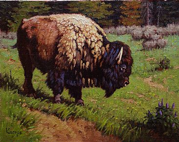 For The Love Of Lupine - Buffalo by Jack Koonce