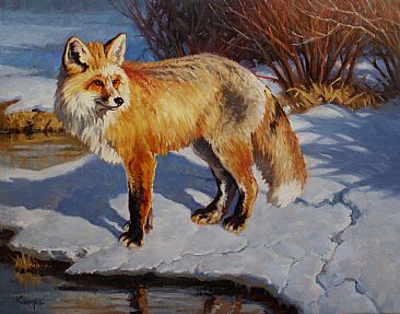 Red Willow Fox - Fox by Jack Koonce