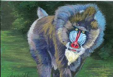 Mandrill - mandrill baboon by Thomas Hardcastle