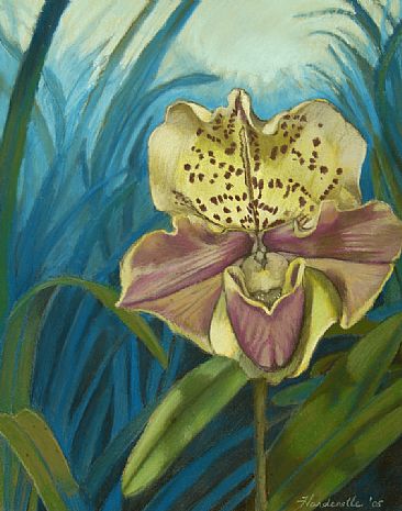 rochester - slipper orchid by Thomas Hardcastle