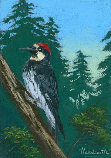 Woodpecker - woodpecker by Thomas Hardcastle