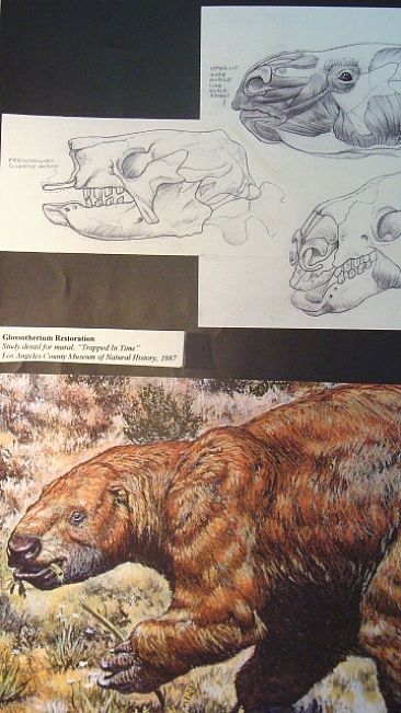 Paramylodon Anatomical Studies - Anatomical sketches of giant grazing ground sloth by Mark Hallett