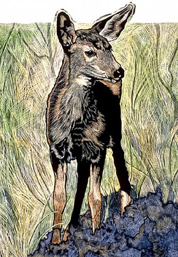 Mule Deer Fawn - Mule Deer Fawn by Rick Wheeler