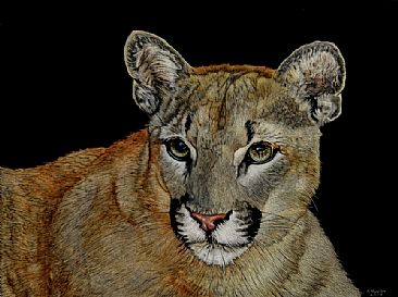 The Yearling - Cougar by Rick Wheeler