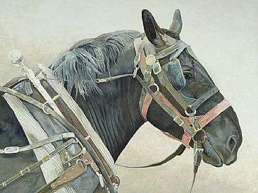 Jake - Horse by Craig Magill