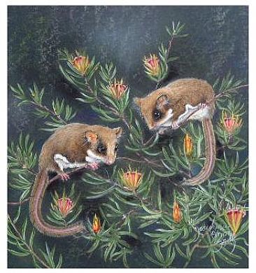 "Night Feast" - Feathertail Possums by Josephine Smith