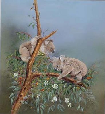 Koalas - Koalas by Josephine Smith