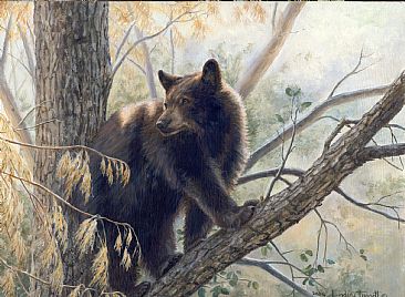 Golden Lookout - Black bear by Lindsey Foggett