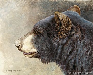 Black Bear Head Study - Black Bear by Lindsey Foggett