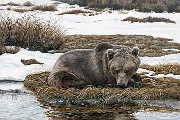 Anticipation - Grizzly bear by Lindsey Foggett