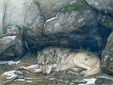 Patience - Grey Wolf by Lindsey Foggett
