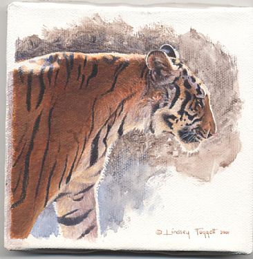 Regal Stride - Tiger by Lindsey Foggett