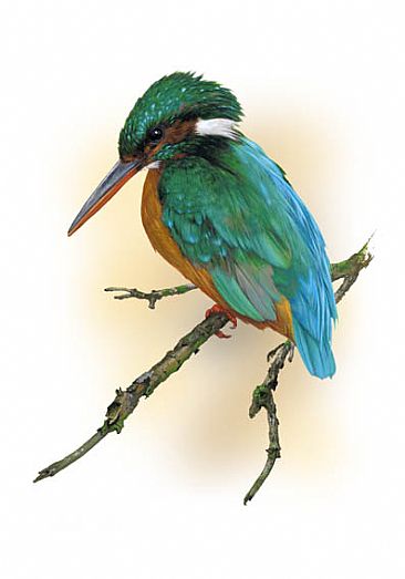 Kingfisher - European Kingfisher by Hans Kappel