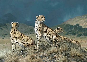 Cheetahs - Cheetah by Hans Kappel
