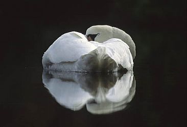 Sleeping Swan - Mute Swan by Hans Kappel
