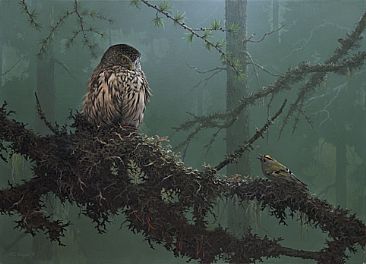 Owl alert! - Pygmy Owl, Goldcrest and Coal Tit by Hans Kappel