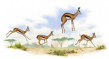 Fleeing Headlong - Springbok by Hans Kappel