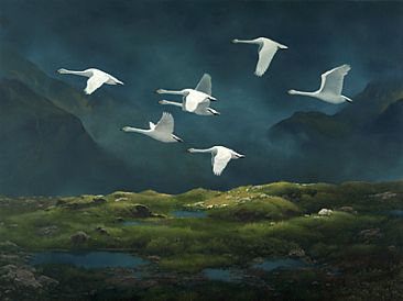 Whooper Swans - Whooper Swan by Hans Kappel