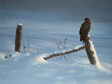 Winter Buzzard - Common Buzzard by Hans Kappel
