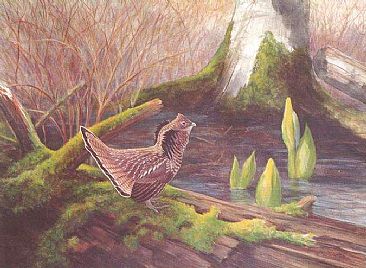 Spring Ruffed Grouse:Tillamook Oregon - Strutting Ruffed Grouse,Bonasa umbellus sabinii by Jon Janosik