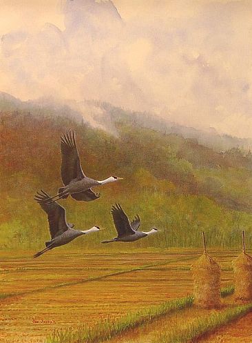 Nabezuru at Yashiro, Japan - Hooded Cranes in flight;Grus monarchus;(Jp.Nabezuru) by Jon Janosik