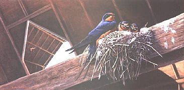 Barn Swallows at Nest - Barn Swallows, Adults and Young; Hirundo rustica by Jon Janosik